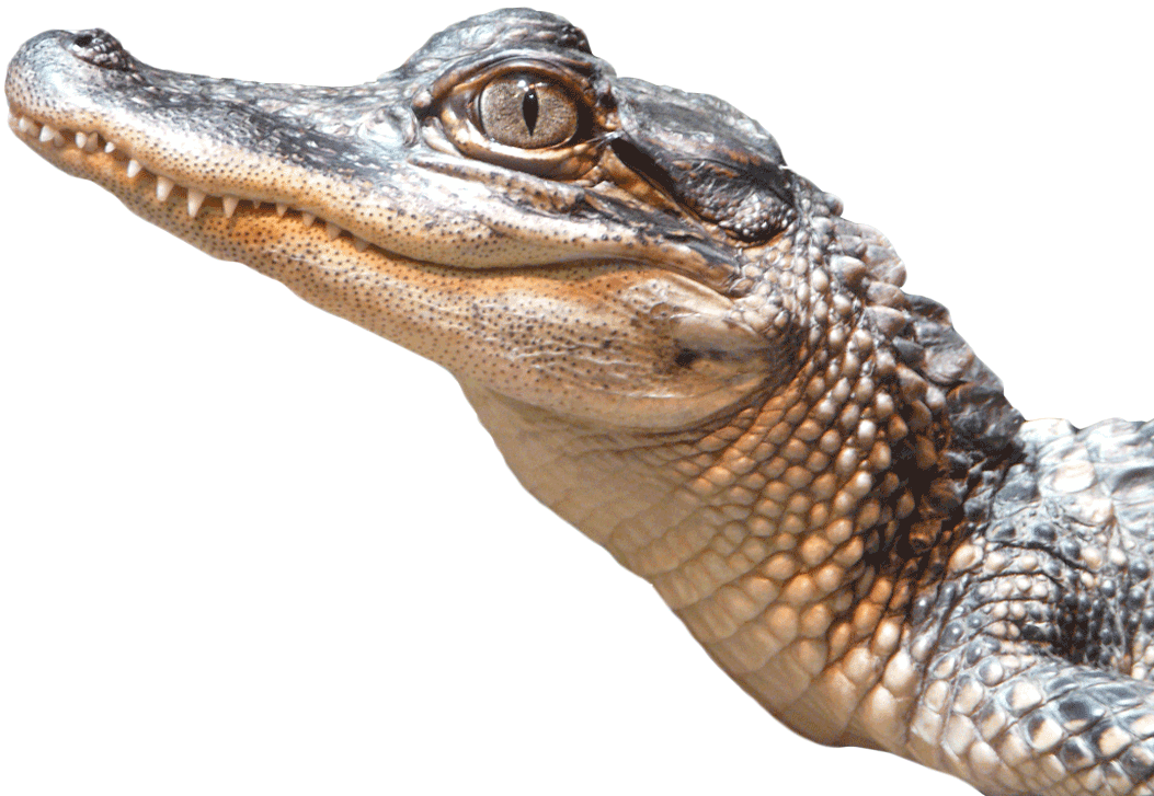 Alligator Png Transparent Image - Alligator Png (1053x727), Png Download