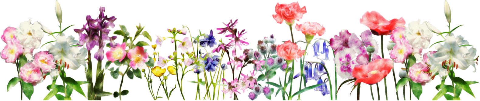 Flowers For A Banner Group Image Free Download - Guide To Mr. Shakespeare's Flowres (1578x333), Png Download