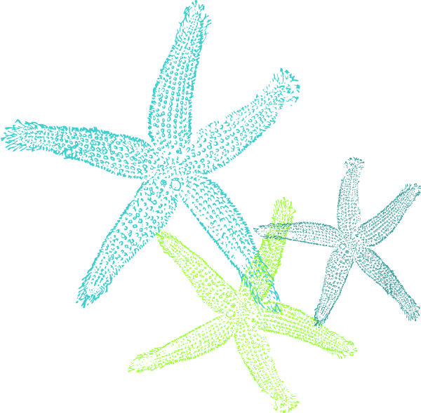 How To Set Use Turquoise Green Starfish Clipart (600x589), Png Download
