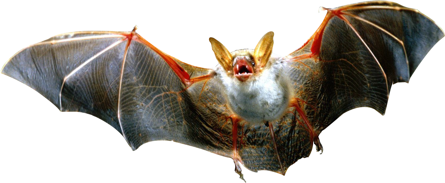 Transparent Background Bats Png (1565x732), Png Download