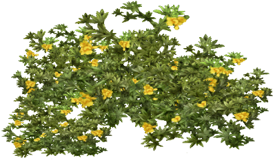 Tree Bush Png Image - Creosote Bush (480x480), Png Download
