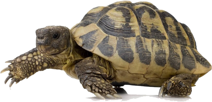 Turtle Png - Timberline Fisheries Timberline Reptile Salad - 40g (1000x654), Png Download