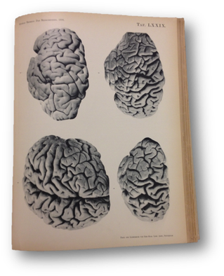 Image Library Library Anatomy S Photography Objectivity - Peony (350x425), Png Download