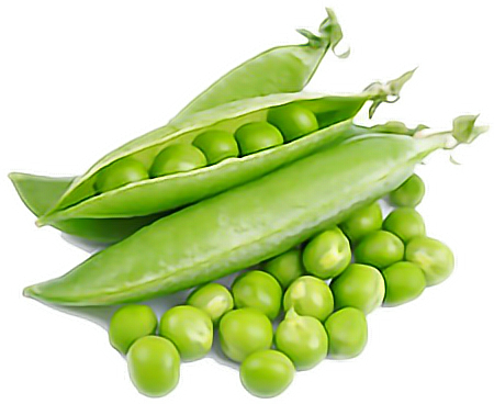 Peas Drawing Family - Green Peas (450x368), Png Download