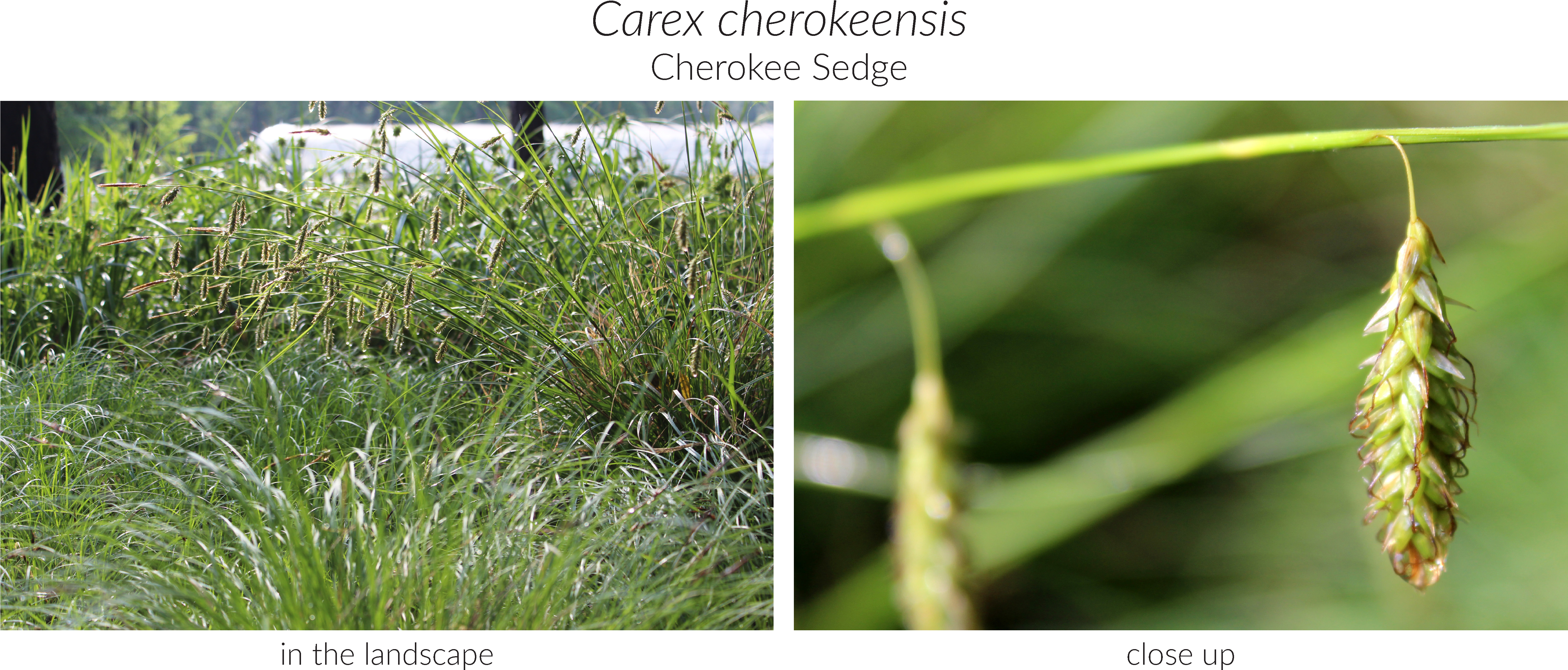 Click Here To See Our Full Carex Collection And Here - Sedges (5337x2310), Png Download