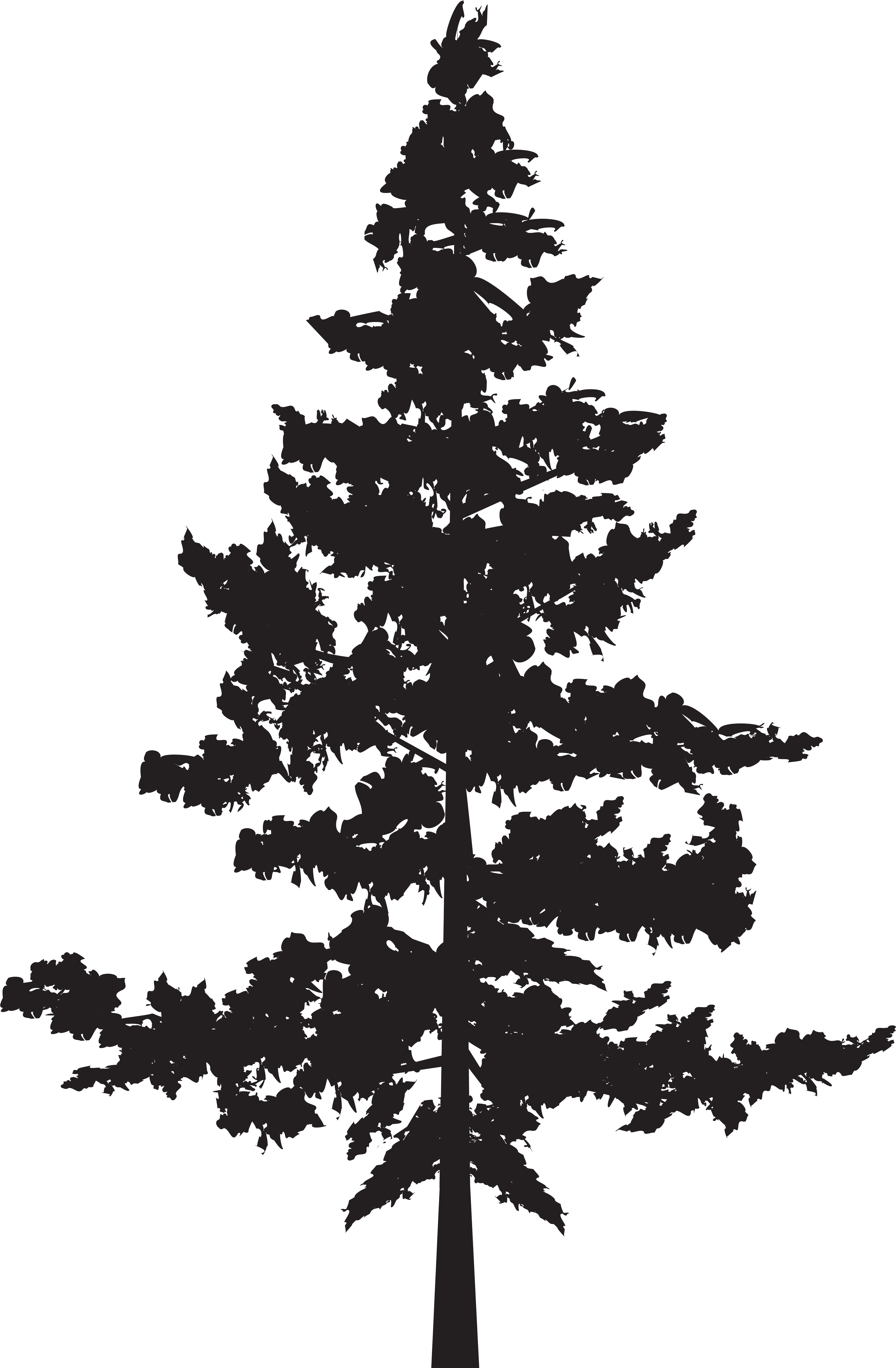 Tree Png Silhouette Clip Art Image - Pine Tree Silhouette (5287x8000), Png Download