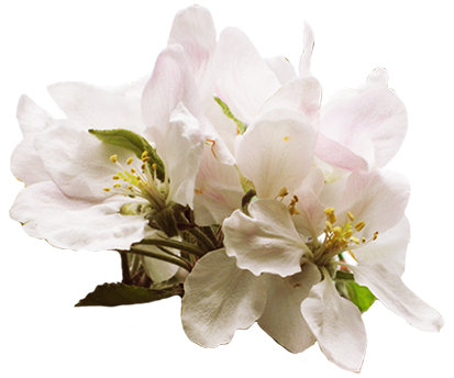 Spring Pictures Apple Blossom Png - Cherry Blossom (413x344), Png Download