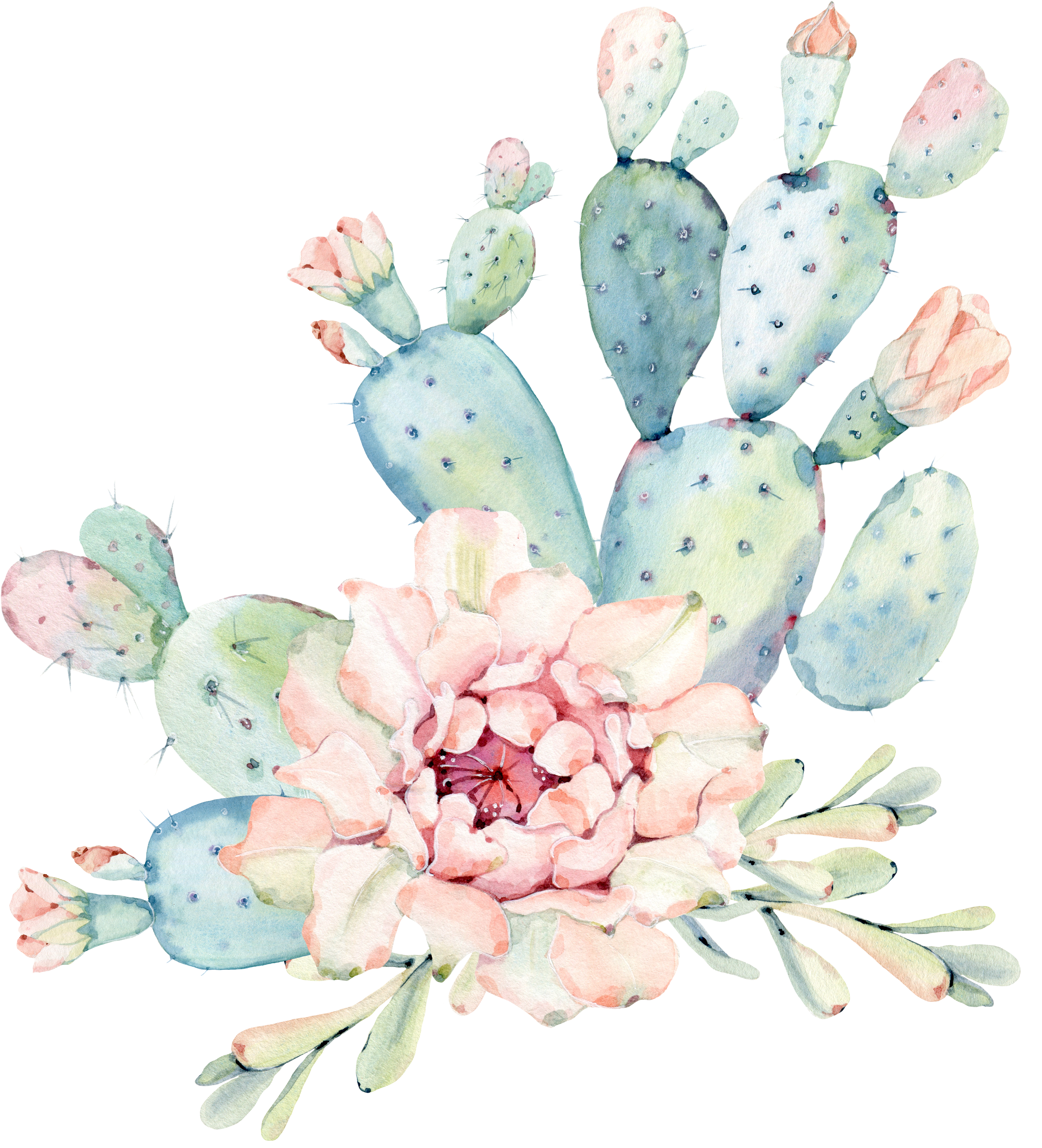 Cactaceae Watercolor Painting Succulent Plant Euclidean (5458x5923), Png Download