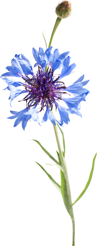 Pin By Maureen Muhlestein Clip Art Transparent - Bleuets Png (317x800), Png Download