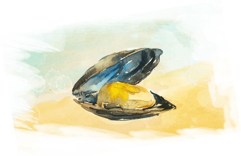 Oyster Drawing Watercolor - Mussel (776x501), Png Download