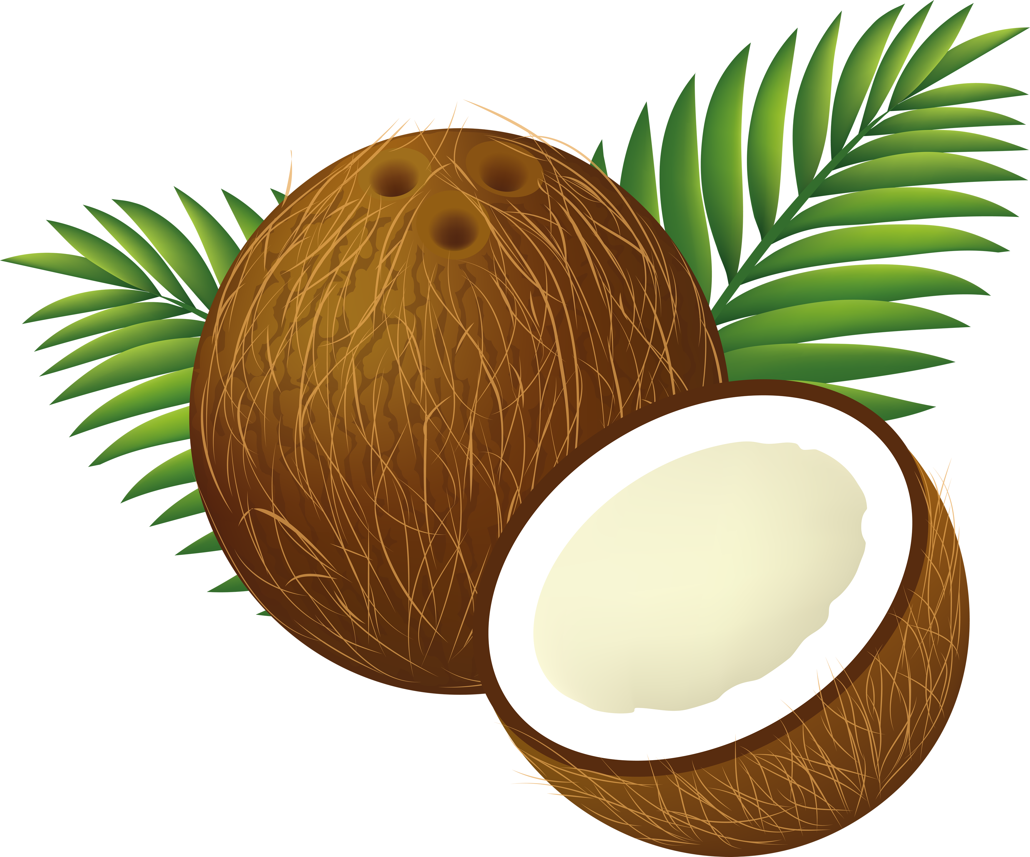 Coconut Clipart Png (3500x2912), Png Download