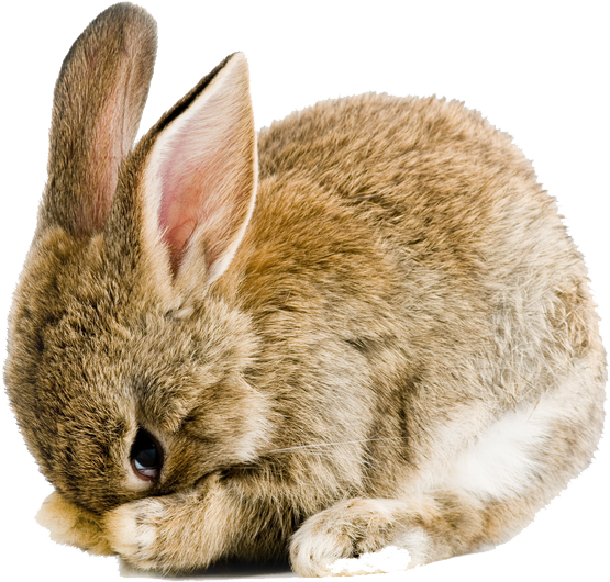 Easter Rabbit Png Pic - Scared Rabbit (1000x664), Png Download