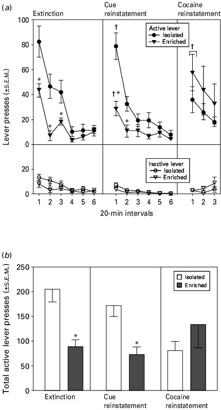 Cocaine Seeking Behaviour Illustrated As Active Lever - Diagram (430x798), Png Download