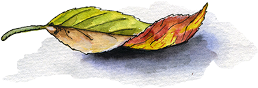 A Few Days Ago, I Read A Story In The Newspaper About - Watercolor Paint (800x373), Png Download