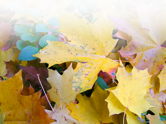October - Autumn (640x480), Png Download