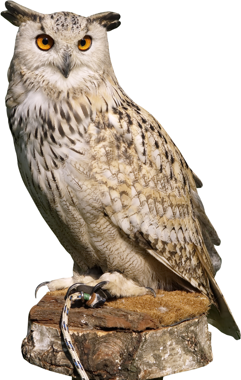 Eagle Owl Png Transparent Image - Owl Png (950x1336), Png Download
