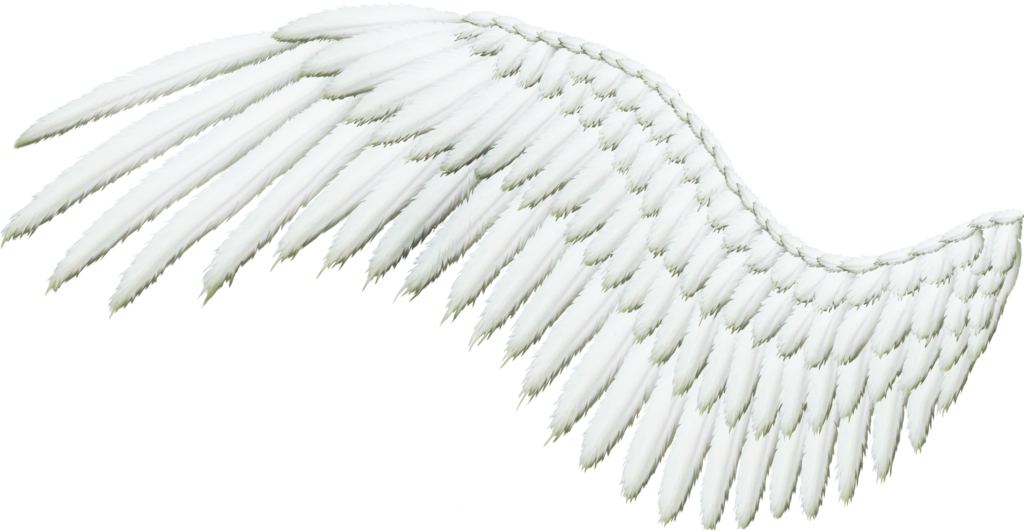 Feathered Wing - Angel Wing With Transparent Background (1024x530), Png Download