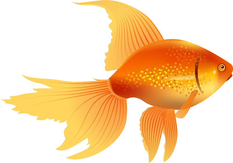 Goldfish Png Image - Golden Fish Clip Art (800x561), Png Download