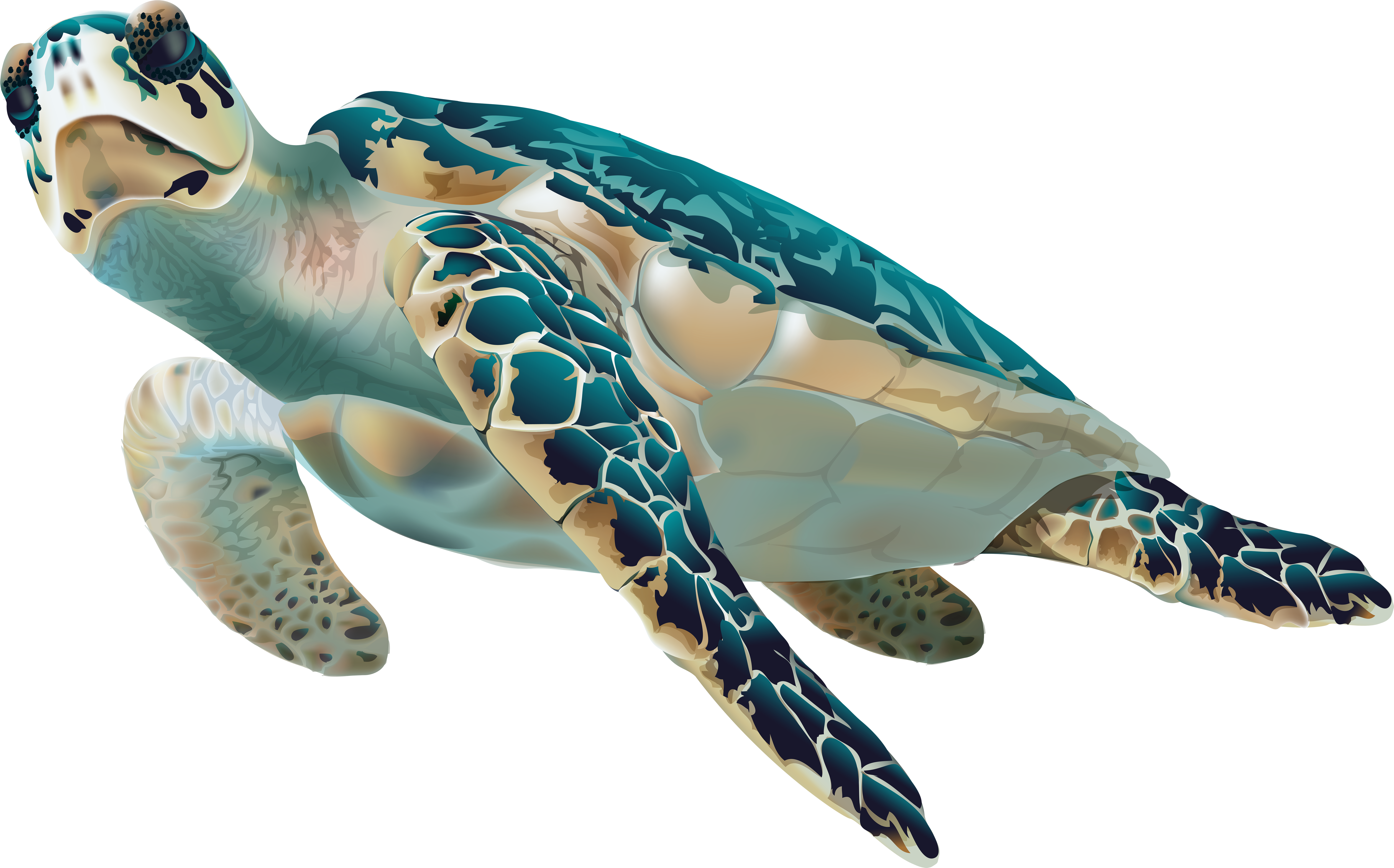Swimming Turtle Gif Transparent Background (8000x5014), Png Download