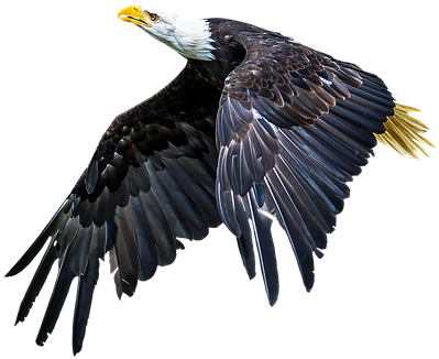 Animal,bird,adler,animal World,wing,nature,bald Eagle, - Animal (500x333), Png Download