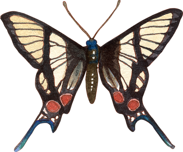 Bleed Area May Not Be Visible - Botanical Illustration (600x498), Png Download