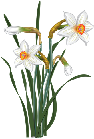 Art Flowers, Spring Flowers, Painted Flowers, Flower - Нарцисс Клипарт На Прозрачном Фоне (356x500), Png Download