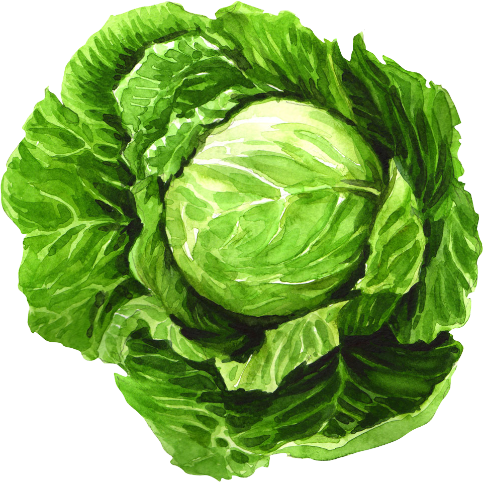 Cabbage Watercolor Painting Leaf Vegetable Illustration - Painting Of Cabbage (1000x1000), Png Download