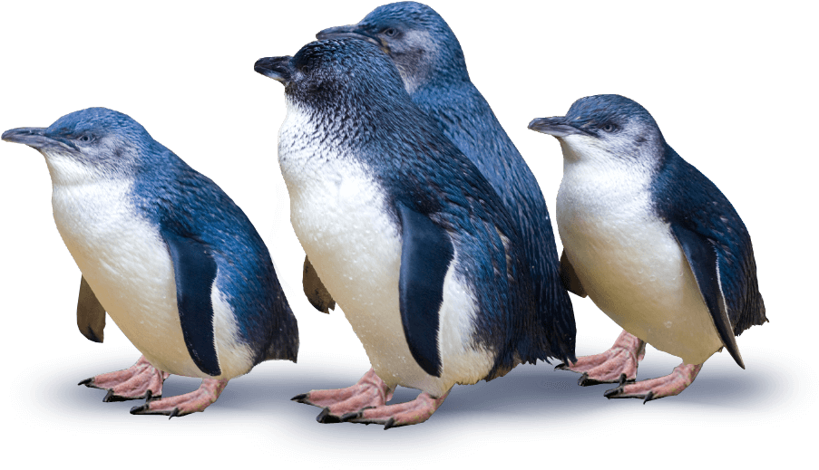 Blue Penguin Png Clip Art Black And White Download - Blue Penguins Dunedin (911x519), Png Download