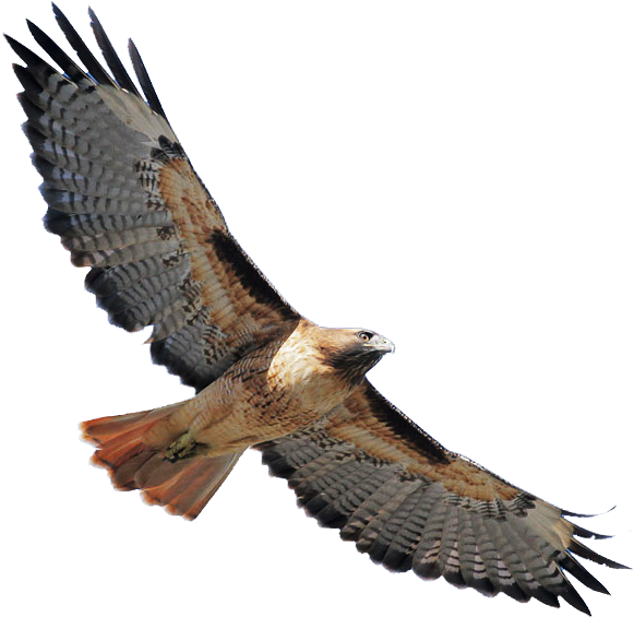 Red Shouldered Hawk Png Banner Stock - Red Tailed Hawk Transparent (580x577), Png Download