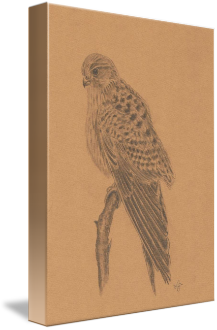 European Kestrel - Hawk (427x650), Png Download