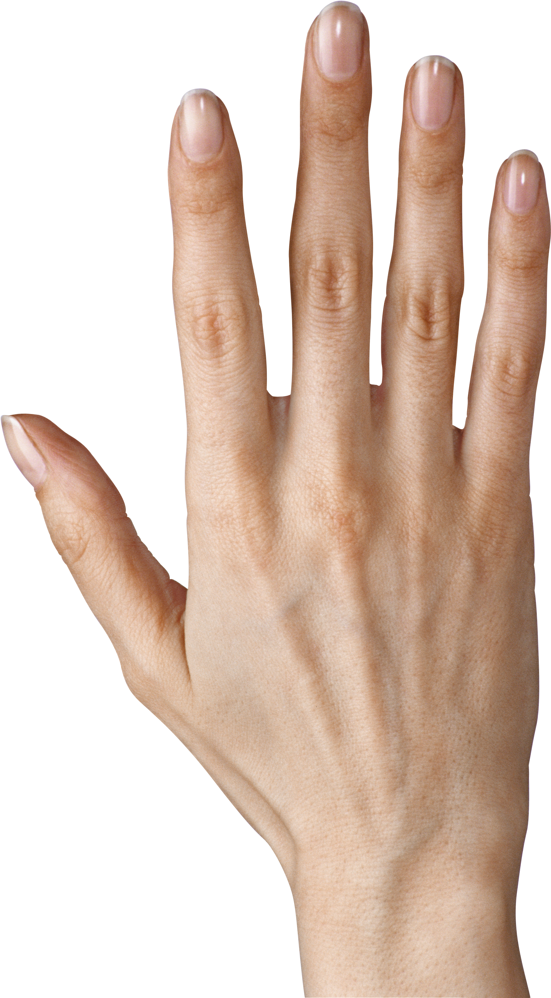 Hand Showing Five Fingers Png Clipart Image - Png Hand (2565x3885), Png Download