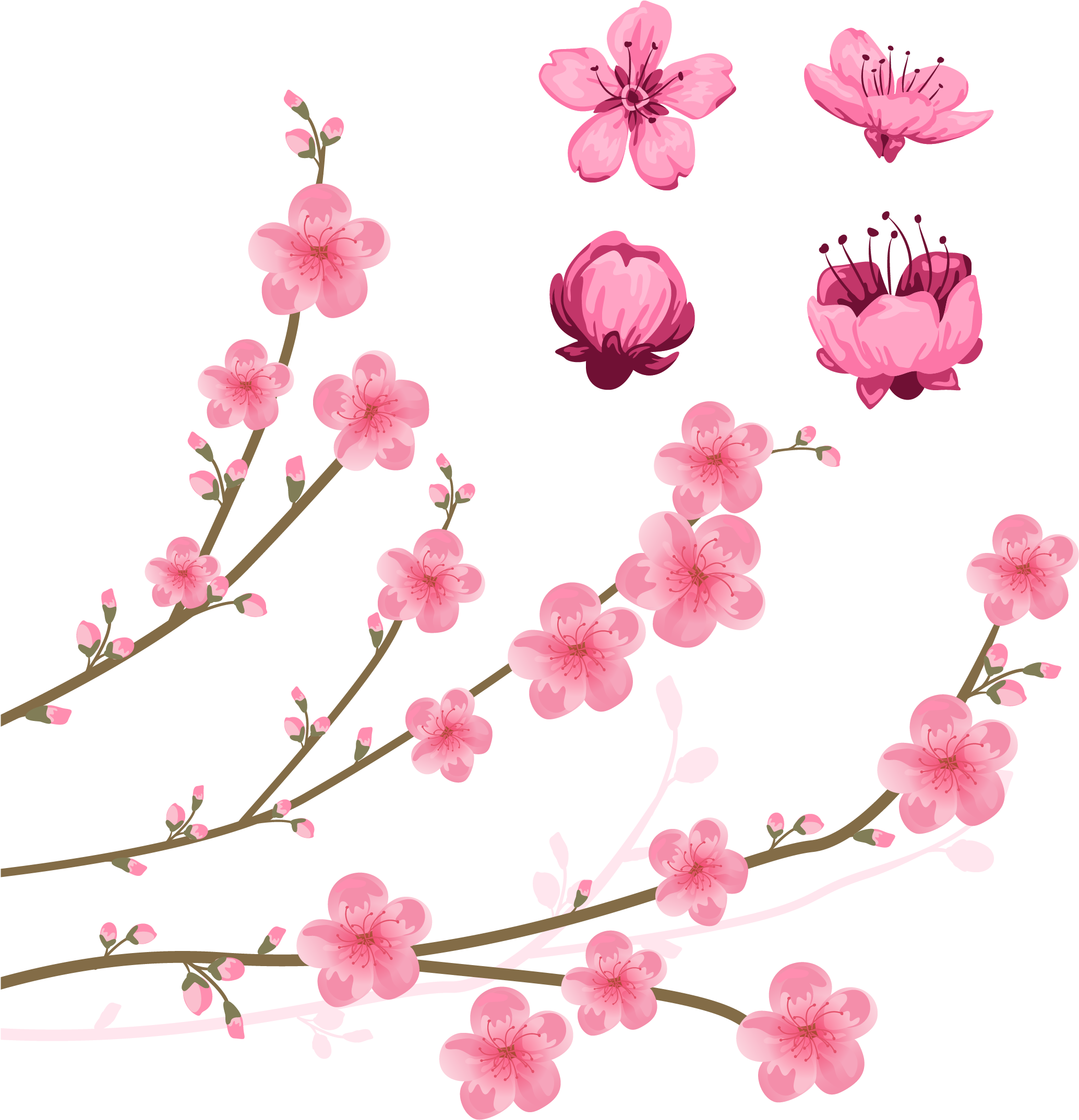 Cherry Blossom Drawing Illustration - Clip Art Cherry Blossoms (2756x2756), Png Download
