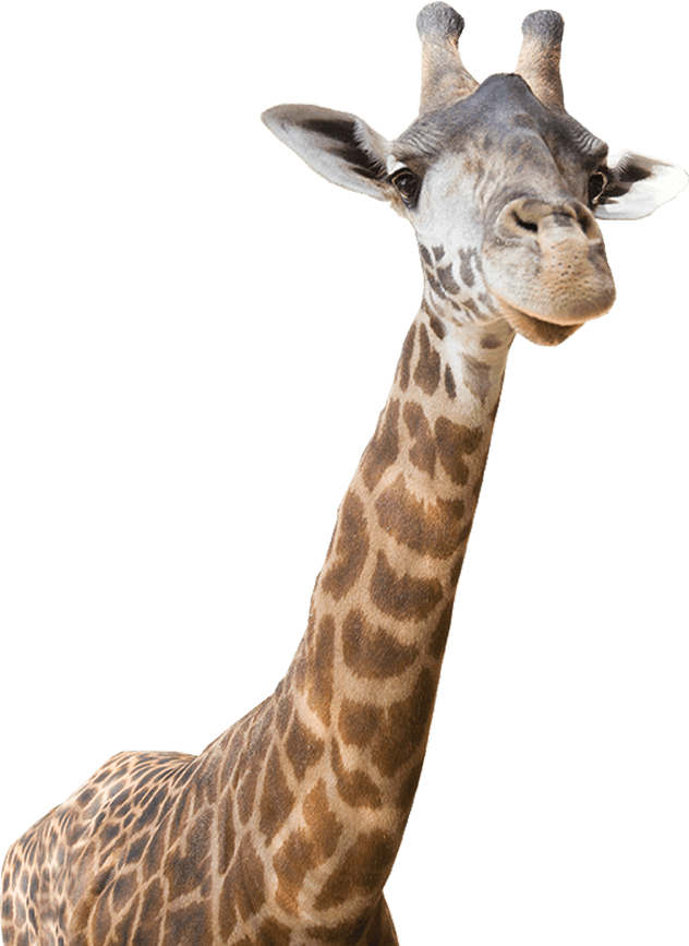 Freeuse Download Giraffe Clipart Realistic - Real Giraffe Clip Art (632x867), Png Download