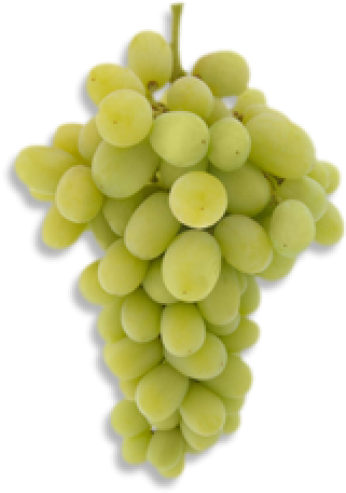 Green Grapes Png Pic - Grape (494x494), Png Download
