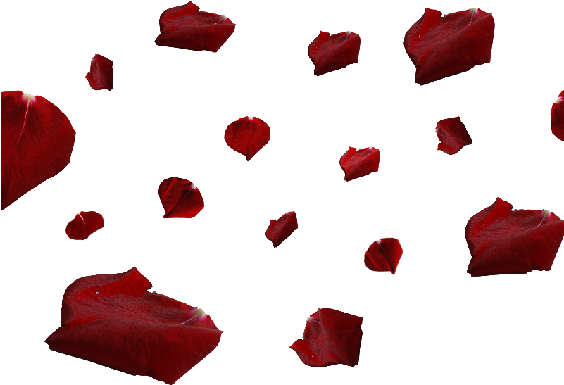 Red Rose Petals Png (800x600), Png Download
