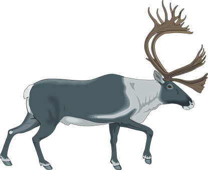 Reindeer Gray White Color Walking Moose An - Caribou Clipart Png (415x340), Png Download