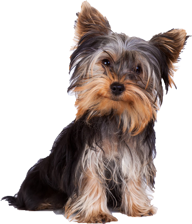 Download Beds Collars And Accessories Yorkshire Terrier Dog Png Full Size Png Image Pngkit