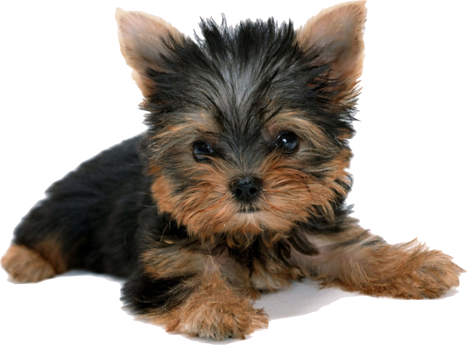 Vector Freeuse Download Yorkshire Terrier Puppy Desktop - Yorkshire Terrier Puppy (1500x1109), Png Download