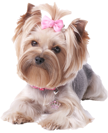 Yorkie - Png Yorkie (368x443), Png Download