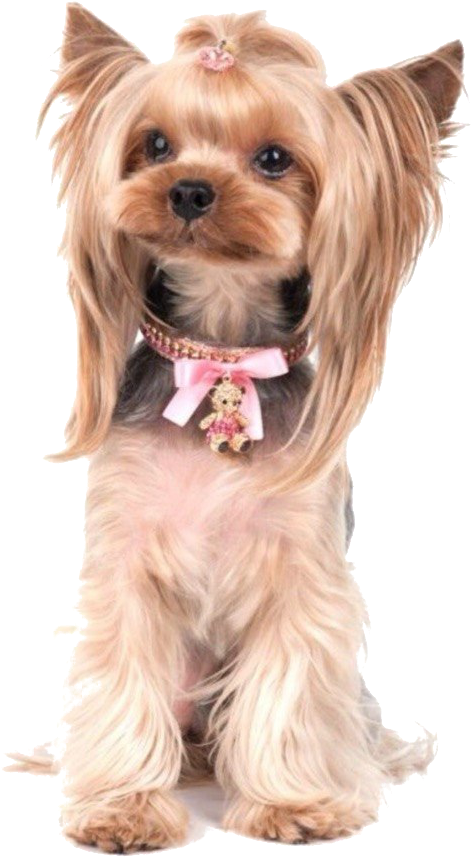 Terrier Drawing Yorkie Poo Clipart Library - Yorkshire Terrier (527x881), Png Download