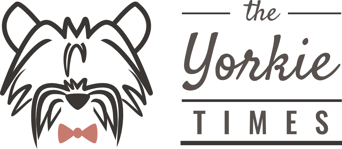 The Yorkie Times - New 10 Day Green Smoothie Cleanse Diet: Lose Easily10 (1183x516), Png Download