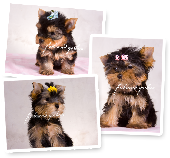 Updated - - Yorkshire Terrier (570x538), Png Download