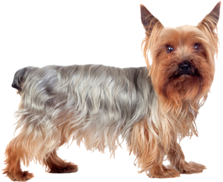 Yorkie I'm A Cutie Nail Art - Yorkshire Terrier (480x400), Png Download