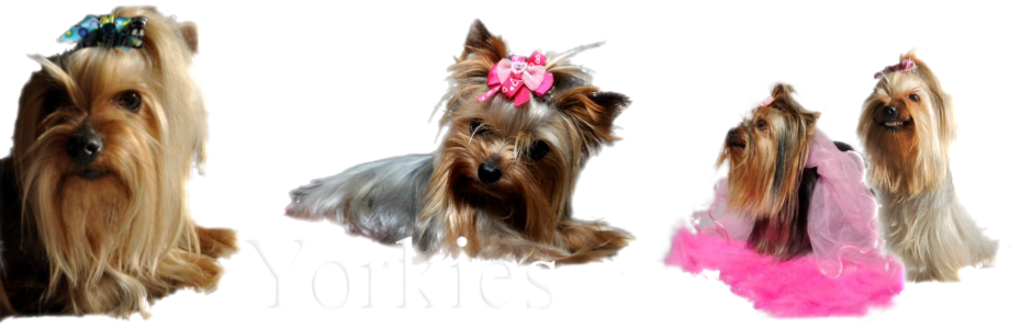 Australian Silky Terrier (920x300), Png Download