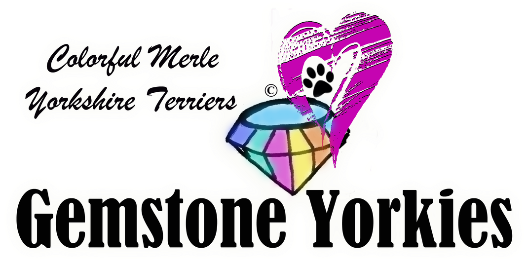 Home - Yorkshire Terrier (1100x617), Png Download