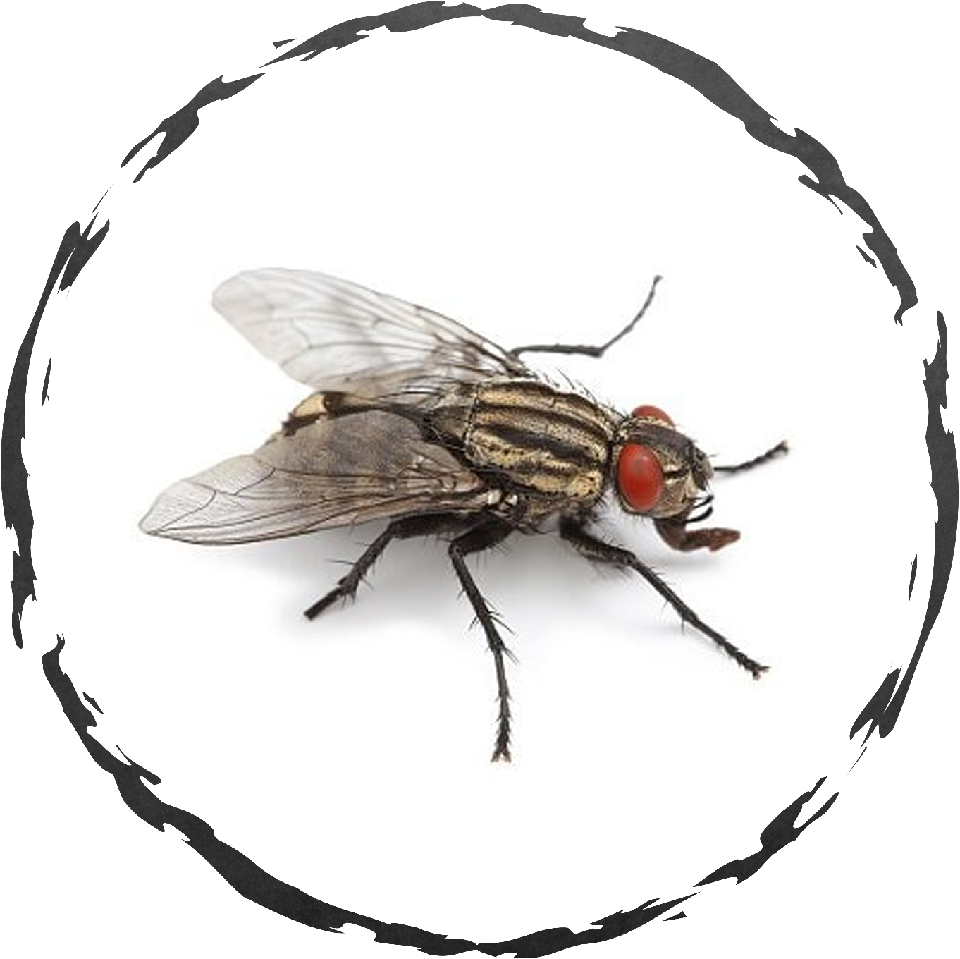 A Detailed Inspection Of The Property May Be Necessary - Central Exterminating Services (1500x1500), Png Download