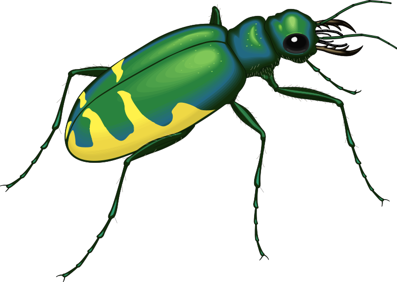 This Graphics Is 22 Insects About Insect Insect, Clipart, - Green And Yellow Bugs (800x568), Png Download