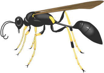 Commercial Use Flying Insects, Insect, Nature, Animal - Insect (360x360), Png Download