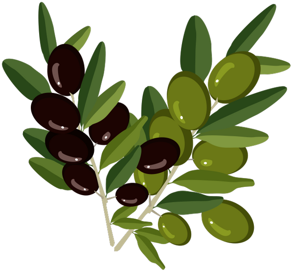 Оливки, Веточка Оливы, Olive Branch, Oliven, Olivenzweig, - Веточки Оливы Пнг (600x565), Png Download