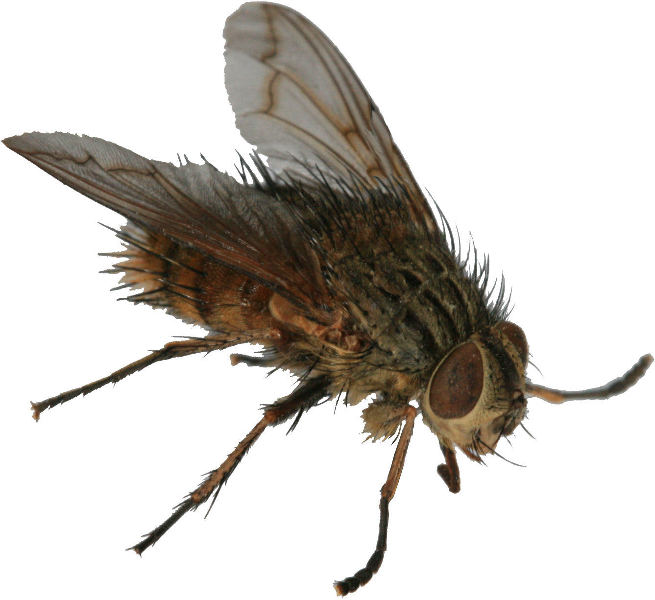 With Several Thousand Sheep As Neighbours, It's No - Butterfly (1500x1330), Png Download